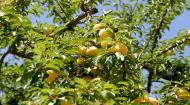 images/galeria/Quinta_de_santa_Teresinha/casamentos/qst01.jpg