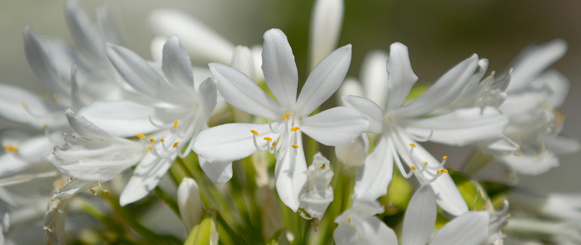 Detalhes